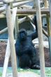 Western lowland gorilla