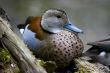 Northern shoveler (Anas clypeata)