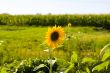 Sunflowers on a green field