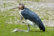 Marabou stork