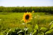 Sunflowers on a green field