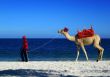 A Camel On The Beach