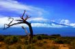 Kilimanjaro Tree View