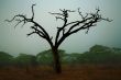 Misty Maasai Tree