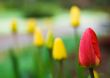Red tulip among the others