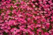 Purple Saxifrage