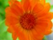 Orange gerbera.