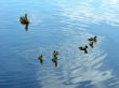 Mother duck with newborn duckling