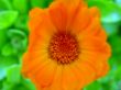 Orange gerbera.