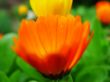 Orange gerbera.