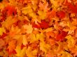 Autumn, maple leaves.