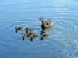 Mother duck with newborn duckling