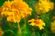 Bee and marigolds.