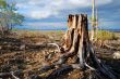 Picturesque stump