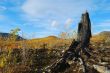 Tree stump burnt