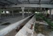 Deserted cattle-breeding a building