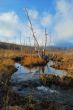 Creek with boggy coast