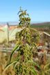 Nettle