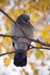 Pigeon on a branch
