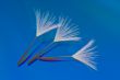 Three Dandelion Seeds on a Reflective Blue Background