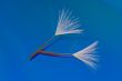 Two Dandelion Seeds on a Reflective Blue Background