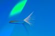 A Dandelion Seed on a Reflective Blue Background