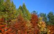 colors of fall