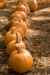 Pumpkins and Stickers