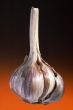 ripe garlic
