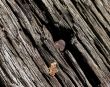 Old Railroad Tie