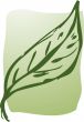 Leaf illustration
