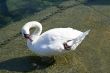 Swan preening