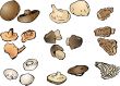 Mushrooms illustration