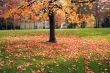 Autumn tree