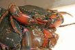 Live crabs