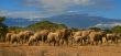 Kilimanjaro Elephant Herd