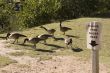 Feed Ducks Here