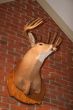 Deer on Brick