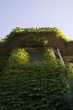 Ivy covered home