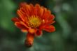 Orange flower