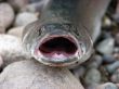 Predatory fish on stones