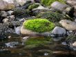 Green moss on a stone