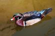 Mandarin Duck