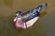 Mandarin Duck