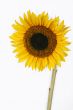 Isolated Sunflower with copyspace