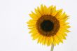 Isolated Sunflower with copyspace