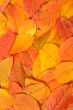 Colorful autumn background