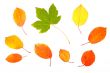Collection of autumn leaves