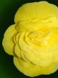 Bright Yellow Begonia