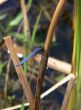 Blue Dragonfly Macro